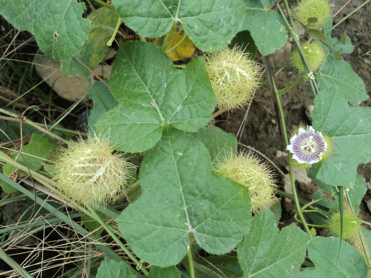 Passiflora foetida L.